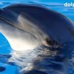 Dolphin Radar