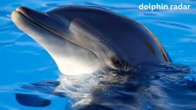 Dolphin Radar